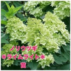 ＊ライムライト＊ ノリウツギ　苗のサムネイル
