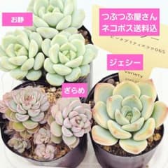 ㉓ジェシー❣️ざらめ❣️お静❣️発根済!つぶつぶ屋さん ネコポス送料