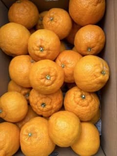 □【味に自信あり】□3k箱□愛媛の不知火□家庭用□除草剤使用無 万田