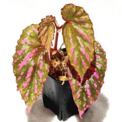 専用❣️超希少❣️Begonia rajah ベゴニア ライア❣️原種ベゴニア