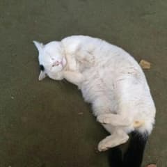 ひっしー様専用のサムネイル