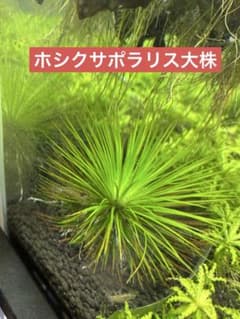 ホシクサポラリス大株 - メルカリ