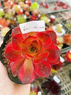 53 魅金ローズ錦ー納福 多肉植物 アエオニウム 抜き苗 - メルカリ