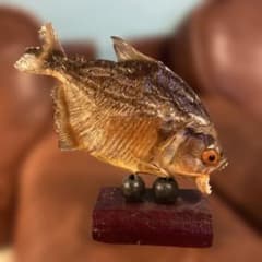 ピラニア　剥製　リアルな乾燥魚フィギュア ブラジル国旗付きのサムネイル
