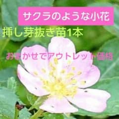 おまかせ抜き苗 1本 アウトレット価格 ノイバラピンク 桜のような小花野薔薇 おまかせ抜き苗 1本 アウトレット価格 ノイバラピンク 桜のような小花
