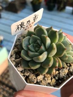多肉植物 錦玉園 姉妹シリーズ 葉挿し 各1枚のサムネイル
