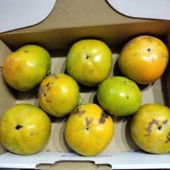 太秋柿 農薬不使用のサムネイル