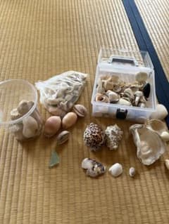 天然貝殻コレクション多数　沖縄のサムネイル