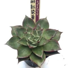 白染華　札付きポットごとメルカリ便おらいさん苗ミックスベリア 紅染華 札付き ポットごと ミックスベリア おらいさん苗 多肉植物