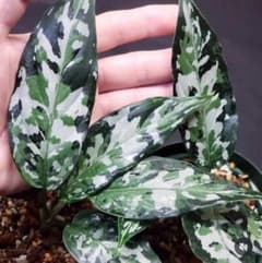 [朝方迄特別限定価]【Weed】Aglaonema pictum トリコロール 朝方迄特別限定価]【Weed】Aglaonema pictum トリコロール - メルカリ