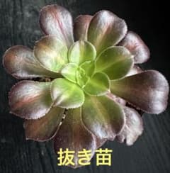 アエオニウム サンセット錦B⭐️お買い得 - メルカリ