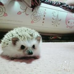 のん様専用のサムネイル