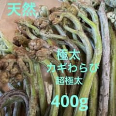 わらび　天然　極太と超極太カギわらびを選びました　わらびが大好きな方お試し下さいのサムネイル