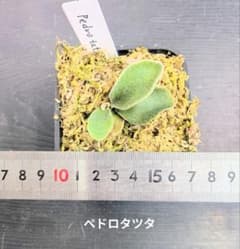 ビカクシダ、ペドロタツタ苗B - メルカリ