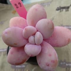 No22 国産 ピンクシフォン 太丸葉 抜き苗 ゆうパケットプラス 多肉