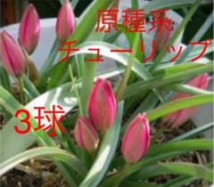 ラスト　原種系　チューリップ　リトルビューティーのサムネイル