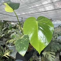 2 モンステラ デリシオーサ イエローマリリン 黄斑入り - メルカリ