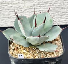 No.81】アガベ パリートランカータ 紅黒棘 美株 - メルカリ