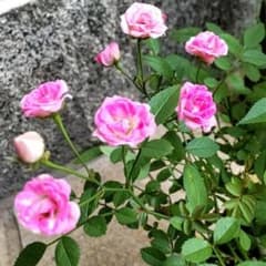 りょうたぁん様　専用！のサムネイル