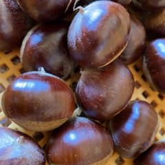 （お値打）無農薬・上州産大きな利平栗⑩１．２ｋｇ・渋皮煮・甘露煮のサムネイル