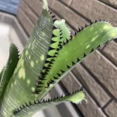 ブロメリア・エアープランツ Billbergia Toneprai Fun Run Billbergia Toneprai Fun Run - メルカリ