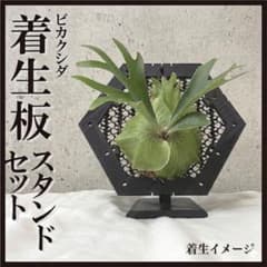 着生板 六角形 スタンドセット ブラック 観葉植物 ビカクシダのサムネイル