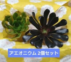 アエオニウム 2個セット / 多肉植物のサムネイル