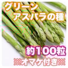 【専用ページ】2025年　北海道　グリーンアスパラの種　約4000粒 数量限定】2025年 北海道 グリーンアスパラの種 約100粒(p7) - メルカリ
