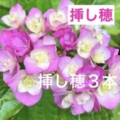 紫陽花P カット枝挿し穂2本 メルカリ便発送 - メルカリ