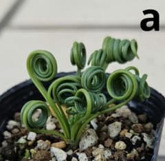 アルブカスピラリス aのサムネイル