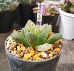 多肉植物・ハオルチア ・オブツーサ錦・赤太陽 ・抜き苗・メルカリ便発送 多肉植物411 ハオルチア オブツーサ錦 抜き苗で第四種郵便 - メルカリ