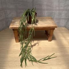 ☘観葉植物☘ホヤ リネアリス ④抜き苗 - メルカリ