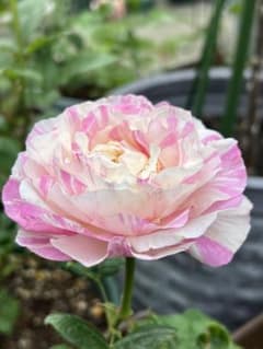 切り花品種バラ苗 レア　大苗　カメ♡ バラのサムネイル