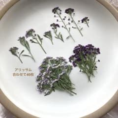 押し花】 アリッサム2色 合わせて40枚 花材 素材 712 - メルカリ