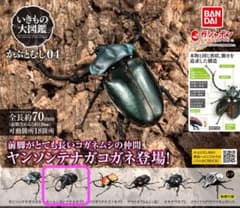 いきもの大図鑑 かぶとむし04 モーレンカンプオオカブト カプセルトイ ガチャのサムネイル