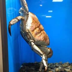 (^^)のサムネイル
