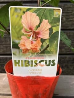 ハイビスカス フラミンゴ 苗 鉢植えのサムネイル