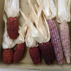 グラスジェムコーン　ストロベリーコーン　コンパクトのサムネイル