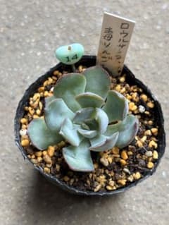 多肉植物 エケベリア 14.ロウルサンコさん苗 毒りんご - メルカリ