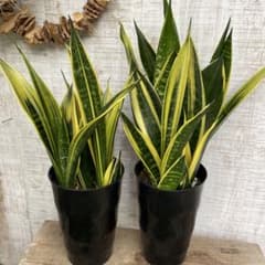 美株　希少　サンスベリアビューティークイーン　中株　レア　鉢ごとメルカリ便② 大セール中！2鉢価格！サンスベリア ゴールドフレーム 苗 苗木 3-5株植