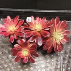 91#多肉植物アエオニウム錦❤️ 白ウエディングドレス ❤️6頭20cm拔き苗 91#多肉植物アエオニウム錦❤️ 白ウエディングドレス ❤️6頭20cm拔き苗