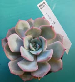 か*え様 ☆さくらんぼ○ロウルサンコさん○多肉植物 - メルカリ