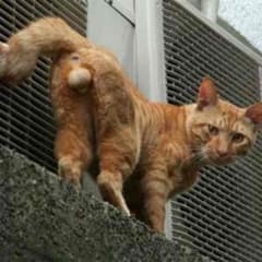 ニックジャガー様専用のサムネイル