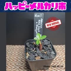 【大特価！鉢ごと】 アデニウム KHZ黒×黒金クラウン 【№１】 富士砂仕立てのサムネイル