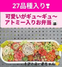 可愛いが27品種入り 多肉ちゃんお弁当のサムネイル