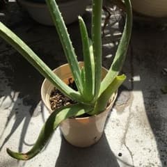 アロエベラ 抜き苗のサムネイル