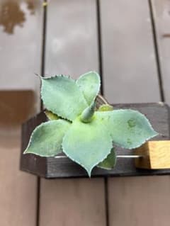 アガベパリー②のサムネイル
