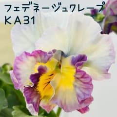 KA31♥フェデネージュ クレープ♥花苗ポットごと.. - メルカリ