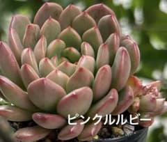多肉✿植物˚✧₊⁺ ピンクルルビー バッシュフル 抜き苗 2つ❁⃘*.6cm