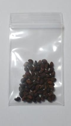 ★空心菜  コンシンツァイ  種 50粒のサムネイル